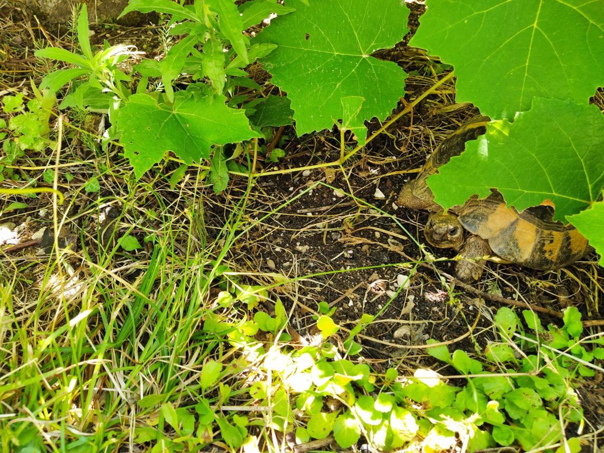 The Turtles Garden Βίλα Bečići Εξωτερικό φωτογραφία