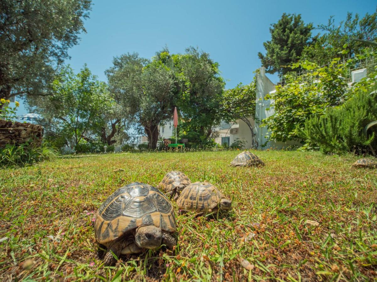 The Turtles Garden Βίλα Bečići Εξωτερικό φωτογραφία